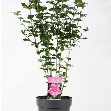 Hibiscus syriacus PINK GIANT