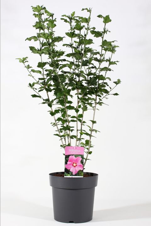 Hibiscus syriacus PINK GIANT