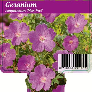 Geranium sanguineum 'Max Frei'