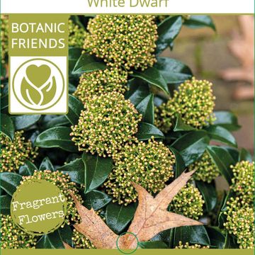 Skimmia japonica WHITE DWARF