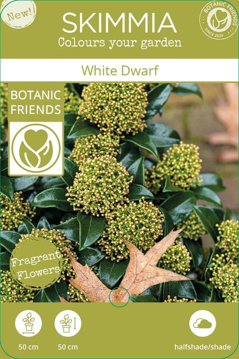 Skimmia japonica WHITE DWARF