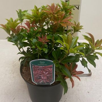 Pieris japonica 'Mountain Fire'