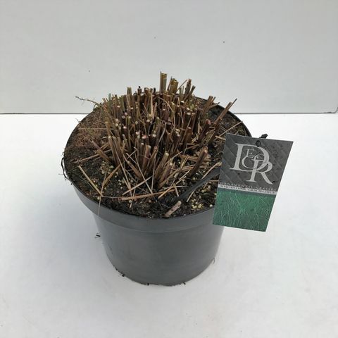 Miscanthus sinensis 'Грациллимус'