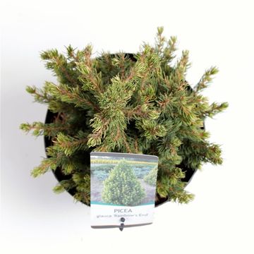 Picea glauca 'Rainbow's End'