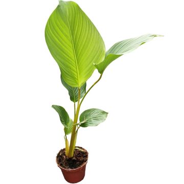 Calathea lutea