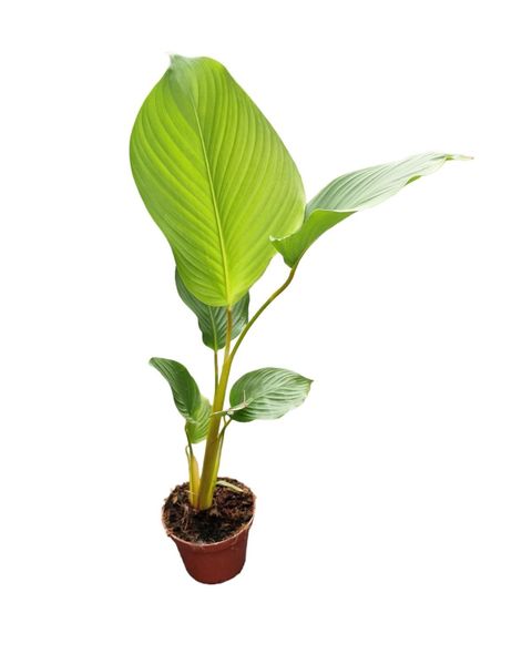 Calathea lutea