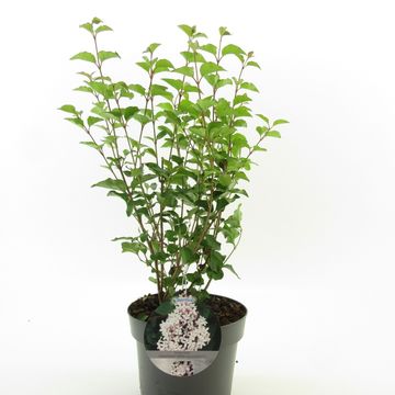 Syringa meyeri FLOWERFESTA WHITE