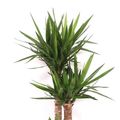 Yucca elephantipes