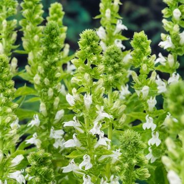Lobelia siphilitica 'Alba'