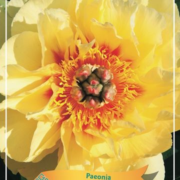 Paeonia LACTIFLORA MIX