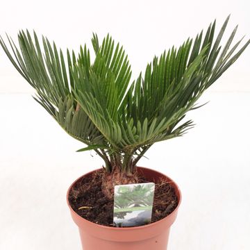 Cycas revoluta