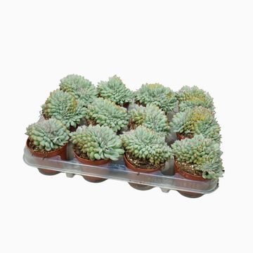 Echeveria 'Apus Cristata'