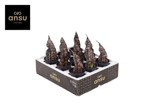 Sansevieria 'Star Canyon Granite'