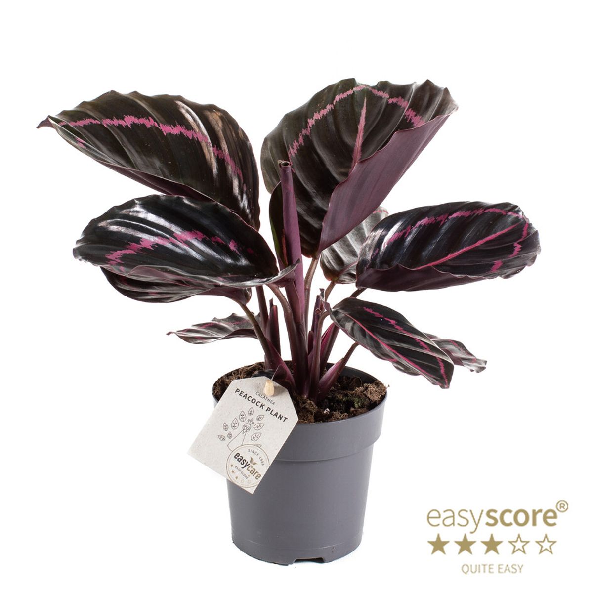 dracaena a Dracaena Cane Magenta For Sale Including Care Guide