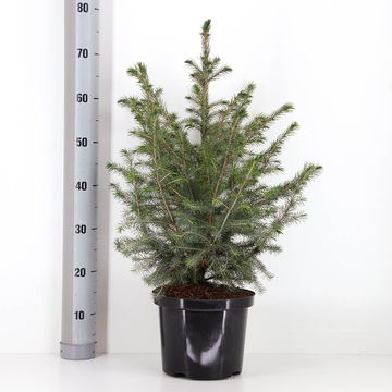 Picea omorika