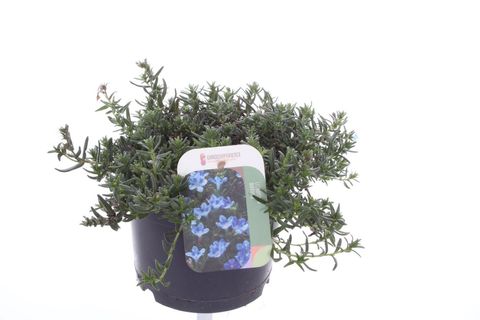 Lithodora diffusa 'Grace Ward'