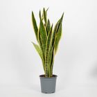 Sansevieria trifasciata 'Laurentii'