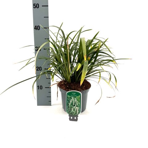 Liriope muscari 'Monroe White'