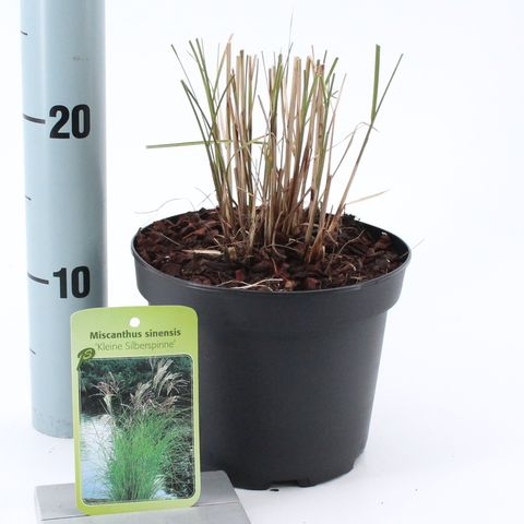 Miscanthus sinensis 'Kleine Silberspinne'