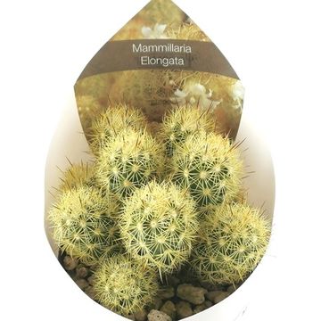 Mammillaria elongata