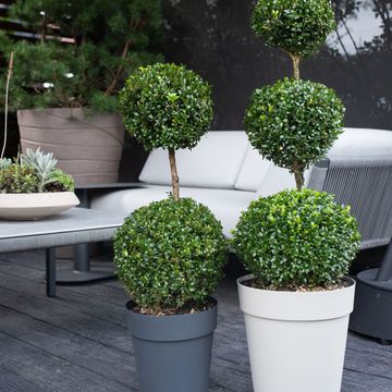 Buxus sempervirens