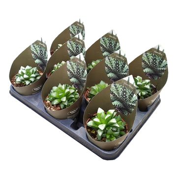 Haworthia mutica