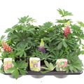 Lupinus GALLERY MIX