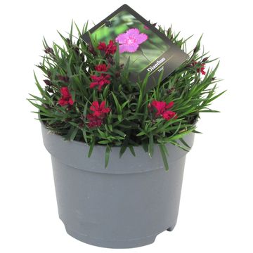 Dianthus TIIU