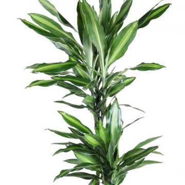 Dracaena fragrans 'Silindo'