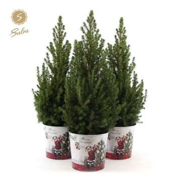 Picea glauca DECEMBER