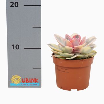 Echeveria RAINBOW