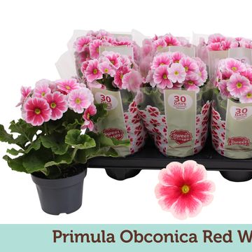 Primula obconica TOUCH ME RED WHITE