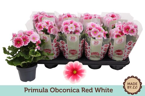 Primula obconica TOUCH ME RED WHITE