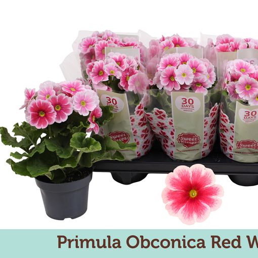 Primula obconica TOUCH ME RED WHITE