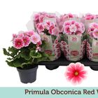 Primula obconica TOUCH ME RED WHITE