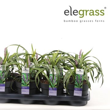 Liriope muscari 'Variegata'
