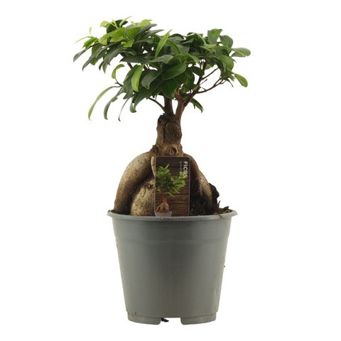 Ficus microcarpa 'Ginseng'