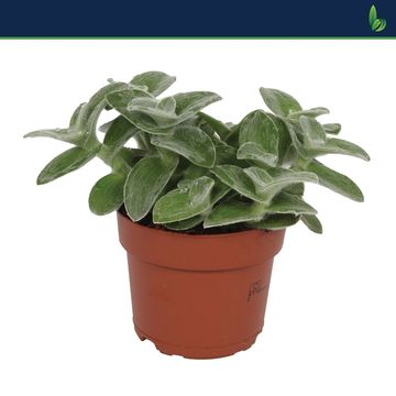 Tradescantia zebrina 'Velvet Hill'