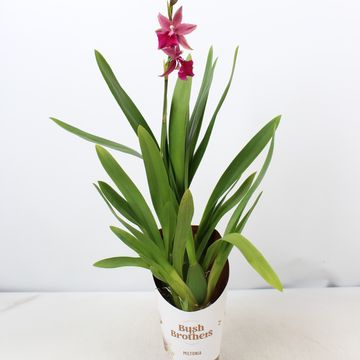 Miltonia