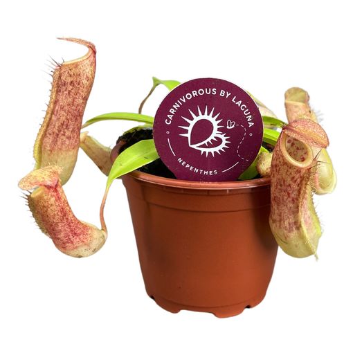 Nepenthes 'Linda'