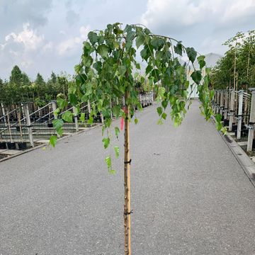 Betula pendula 'Youngii'
