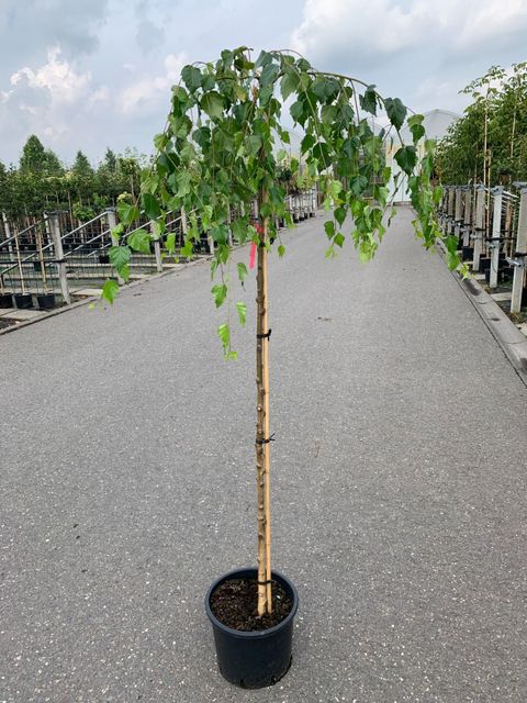Betula pendula 'Youngii'