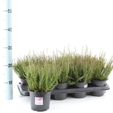 Calluna vulgaris GARDEN GIRLS AMETHYST