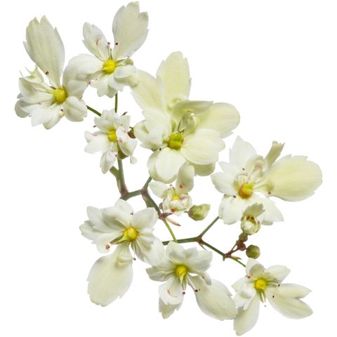 Saxifraga cortusifolia DANCING PIXIES TRACIE