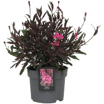 Gaura lindheimeri 'Flamingo Pink'