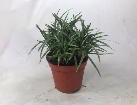 Ophiopogon japonicus 'Minor'