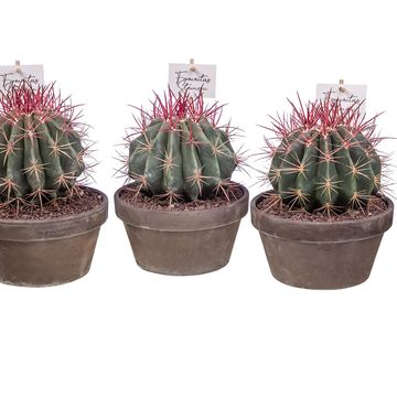 Ferocactus stainesii