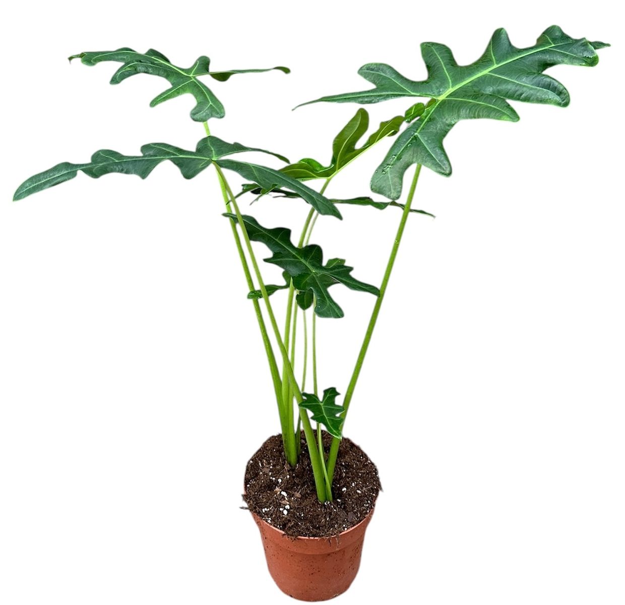 Alocasia portei — Растения Оптовая FlorAccess