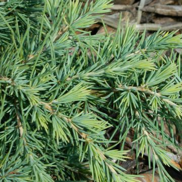 Cedrus deodara 'Feelin' Blue'