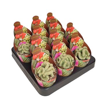 Mammillaria elongata cristata